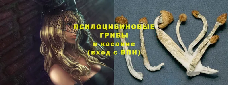 что такое   Бабаево  Галлюциногенные грибы MAGIC MUSHROOMS 